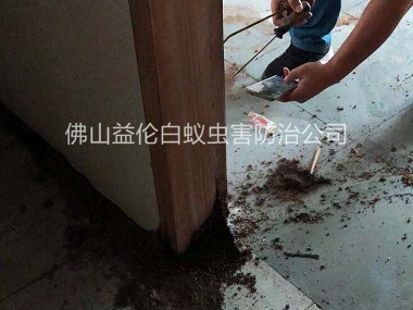 高明房屋灭治白蚁